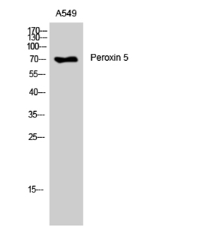 Peroxin 5 Rabbit Polyclonal Antibody | 兔多抗 | EnkiLife恩玑生命
