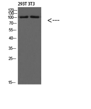 PI 3 Kinase Class 3 Rabbit Polyclonal Antibody | 兔多抗 | EnkiLife恩玑生命