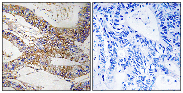 PI-9 Rabbit Polyclonal Antibody | 兔多抗 | EnkiLife恩玑生命