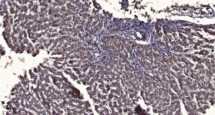 Pim-2 Rabbit Polyclonal Antibody | 兔多抗 | EnkiLife恩玑生命
