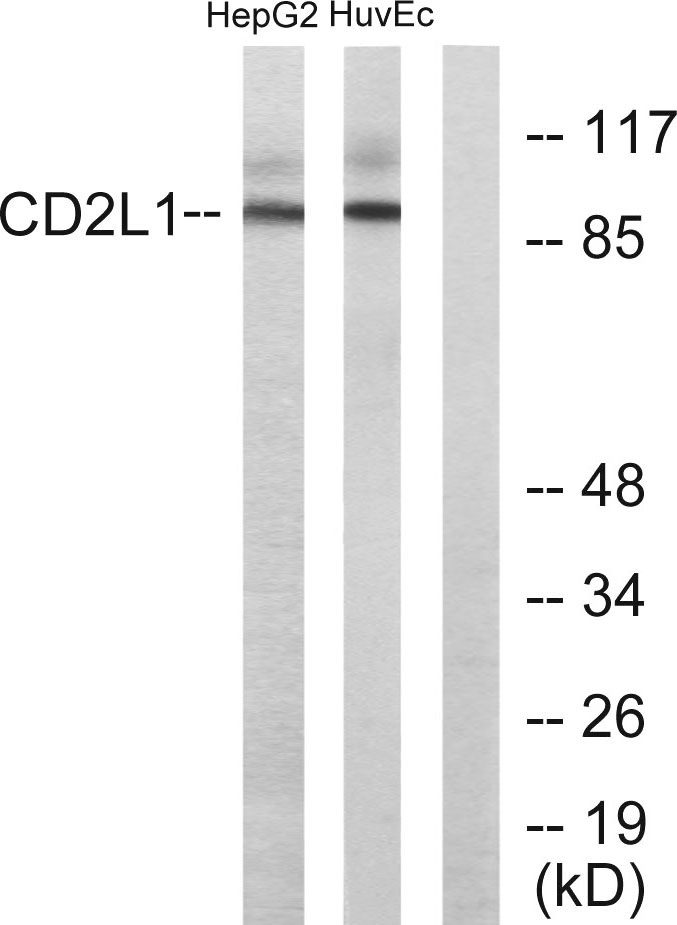 PITSLRE Rabbit Polyclonal Antibody | 兔多抗 | EnkiLife恩玑生命