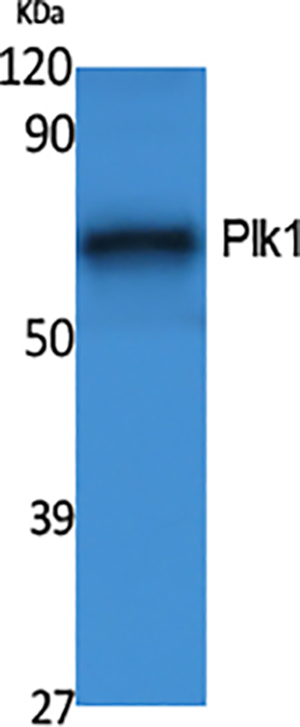 Plk1 Rabbit Polyclonal Antibody | 兔多抗 | EnkiLife恩玑生命