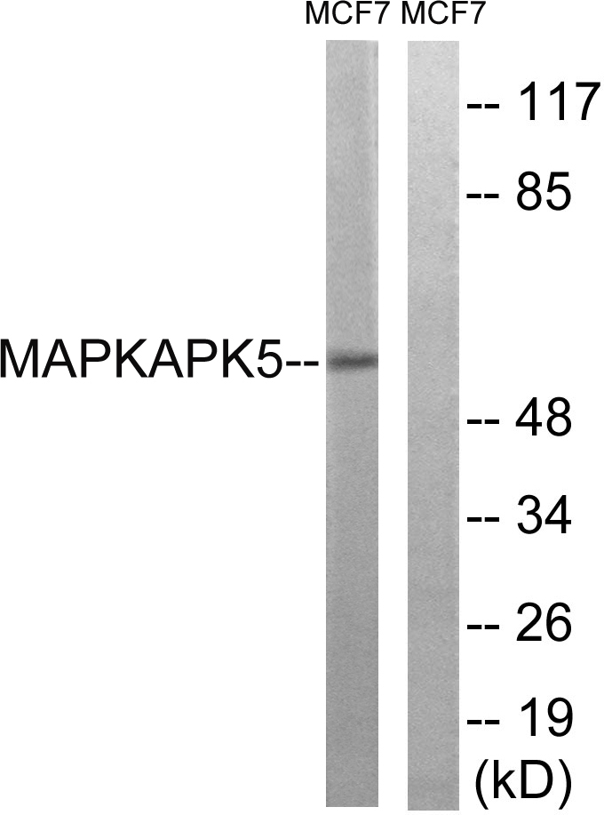 PRAK Rabbit Polyclonal Antibody | 兔多抗 | EnkiLife恩玑生命