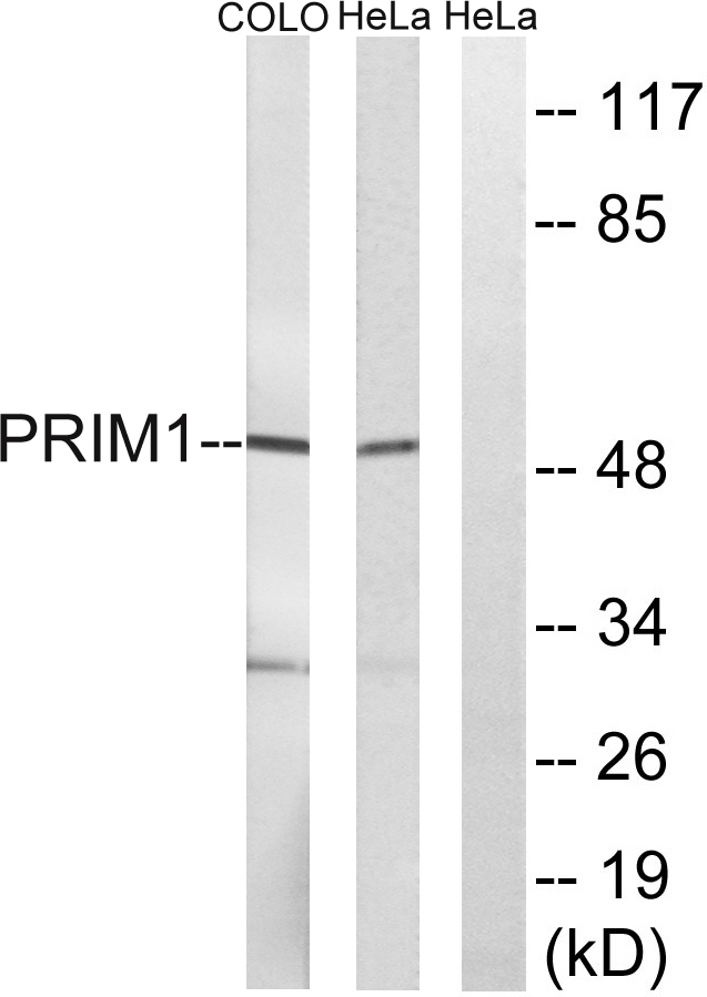 PRIM1 Rabbit Polyclonal Antibody | 兔多抗 | EnkiLife恩玑生命