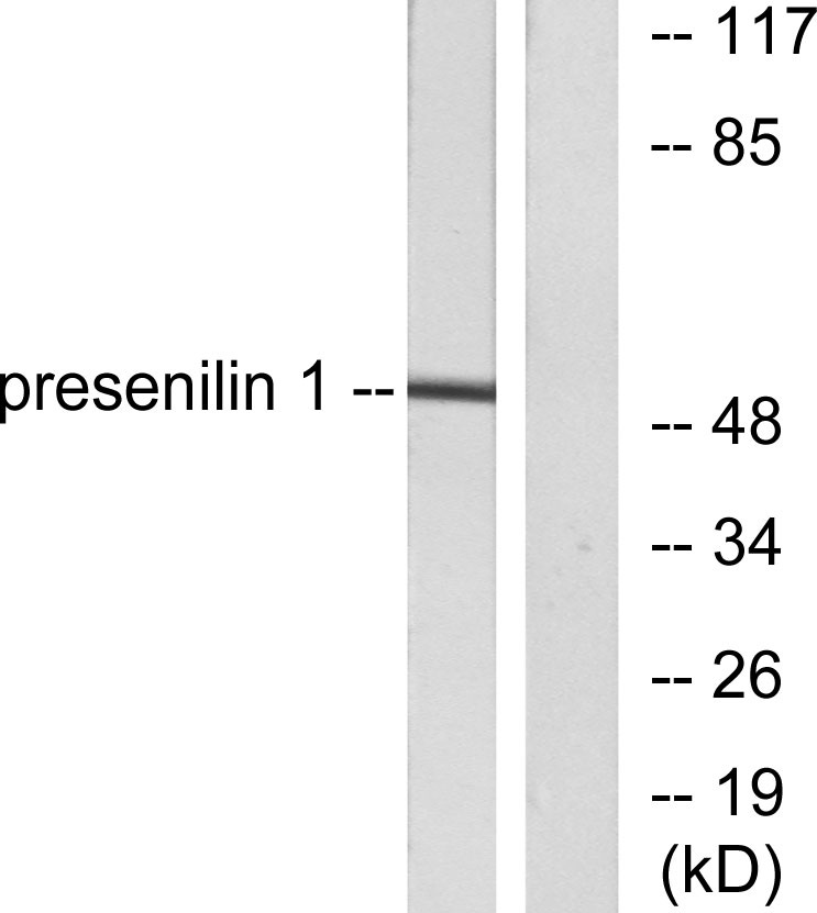 PS-1 Rabbit Polyclonal Antibody | 兔多抗 | EnkiLife恩玑生命