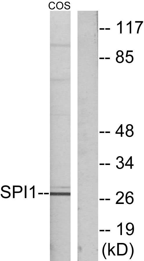 PU.1 Rabbit Polyclonal Antibody | 兔多抗 | EnkiLife恩玑生命