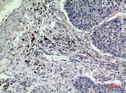 Rab 5A Rabbit Polyclonal Antibody | 兔多抗 | EnkiLife恩玑生命