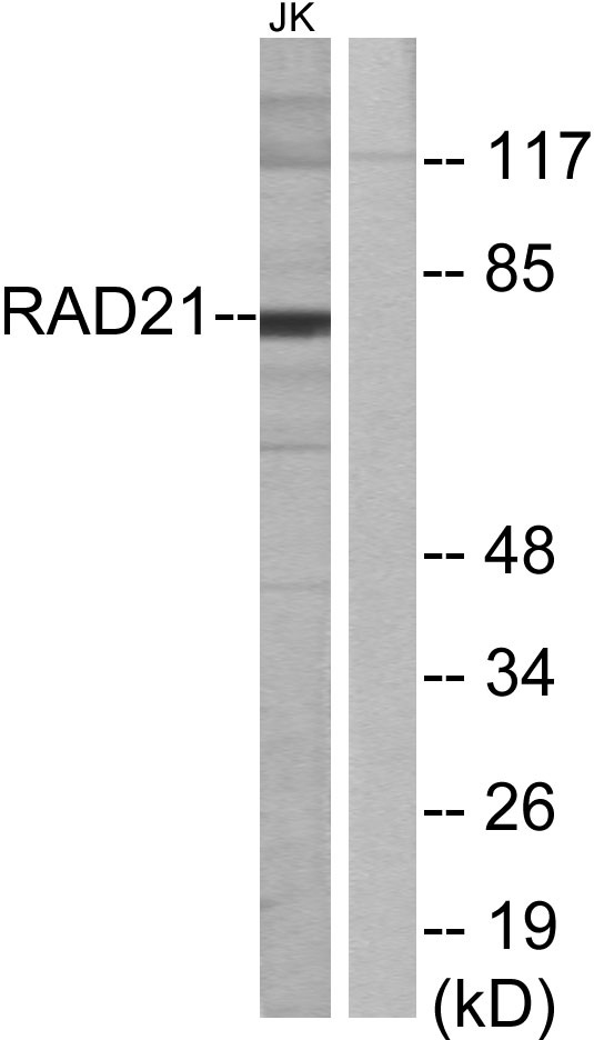 Rad21 Rabbit Polyclonal Antibody | 兔多抗 | EnkiLife恩玑生命