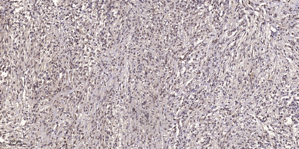 Rag B Rabbit Polyclonal Antibody | 兔多抗 | EnkiLife恩玑生命