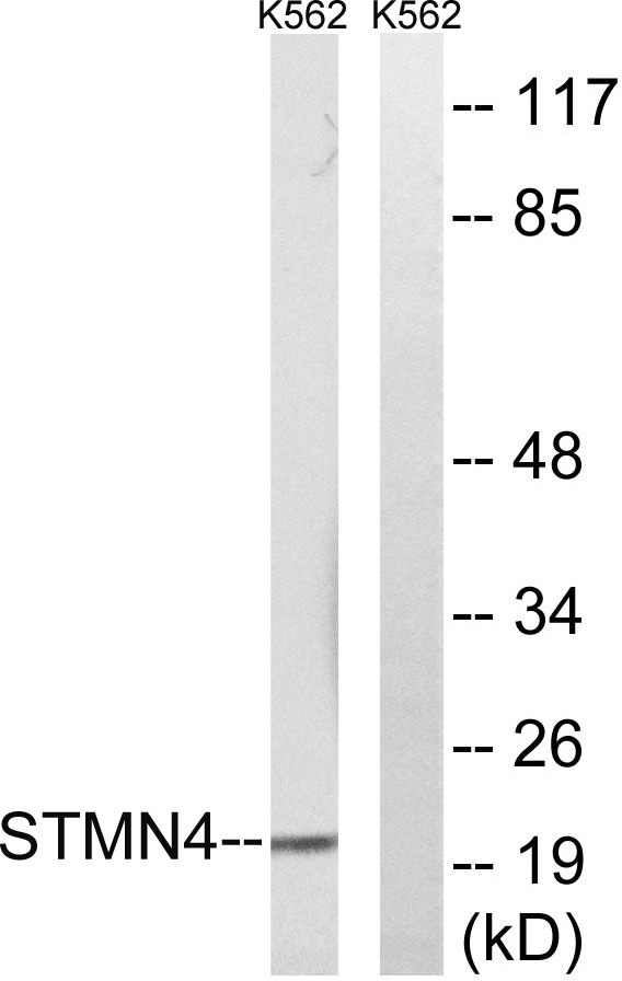 RB3 Rabbit Polyclonal Antibody | 兔多抗 | EnkiLife恩玑生命