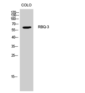 RBQ-3 Rabbit Polyclonal Antibody | 兔多抗 | EnkiLife恩玑生命
