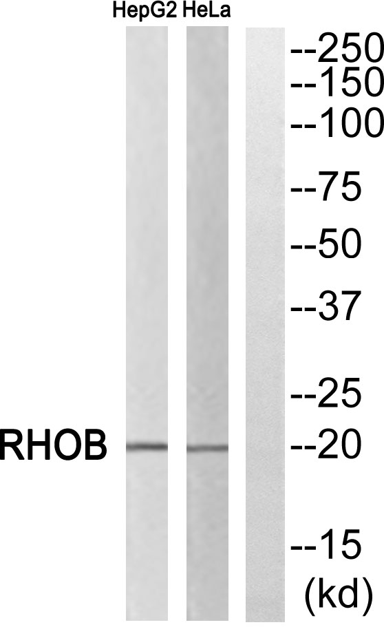 Rho B Rabbit Polyclonal Antibody | 兔多抗 | EnkiLife恩玑生命