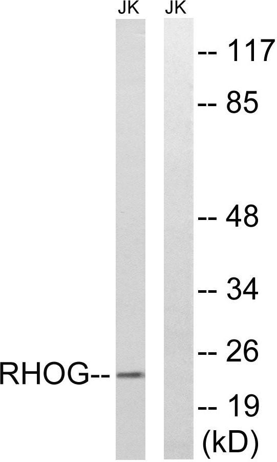 Rho G Rabbit Polyclonal Antibody | 兔多抗 | EnkiLife恩玑生命