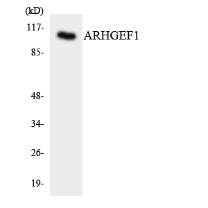 RhoGEF p115 Rabbit Polyclonal Antibody | 兔多抗 | EnkiLife恩玑生命