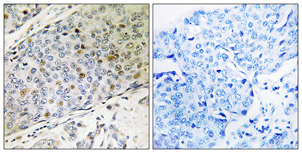 RMP Rabbit Polyclonal Antibody | 兔多抗 | EnkiLife恩玑生命