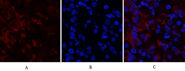 RUNX2 Rabbit Polyclonal Antibody | 兔多抗 | EnkiLife恩玑生命