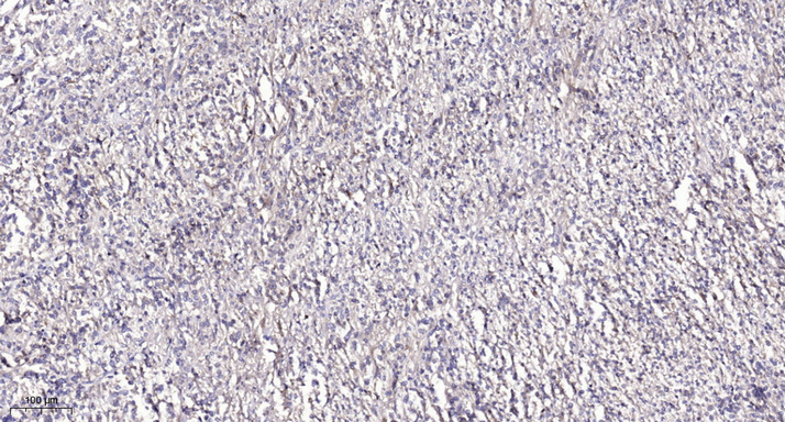 SEC61B Rabbit Polyclonal Antibody | 兔多抗 | EnkiLife恩玑生命