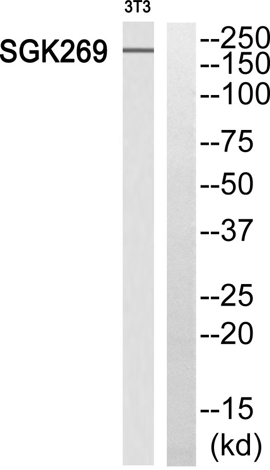 SgK269 Rabbit Polyclonal Antibody | 兔多抗 | EnkiLife恩玑生命