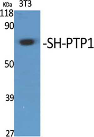 SH-PTP1 Rabbit Polyclonal Antibody | 兔多抗 | EnkiLife恩玑生命