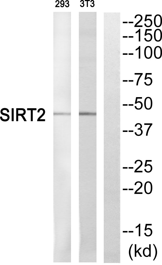 SIRT2 Rabbit Polyclonal Antibody | 兔多抗 | EnkiLife恩玑生命