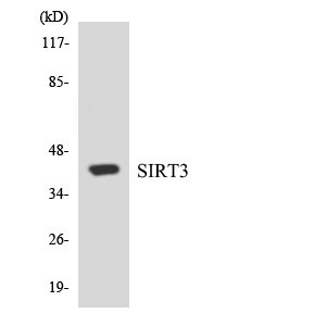 SIRT3 Rabbit Polyclonal Antibody | 兔多抗 | EnkiLife恩玑生命