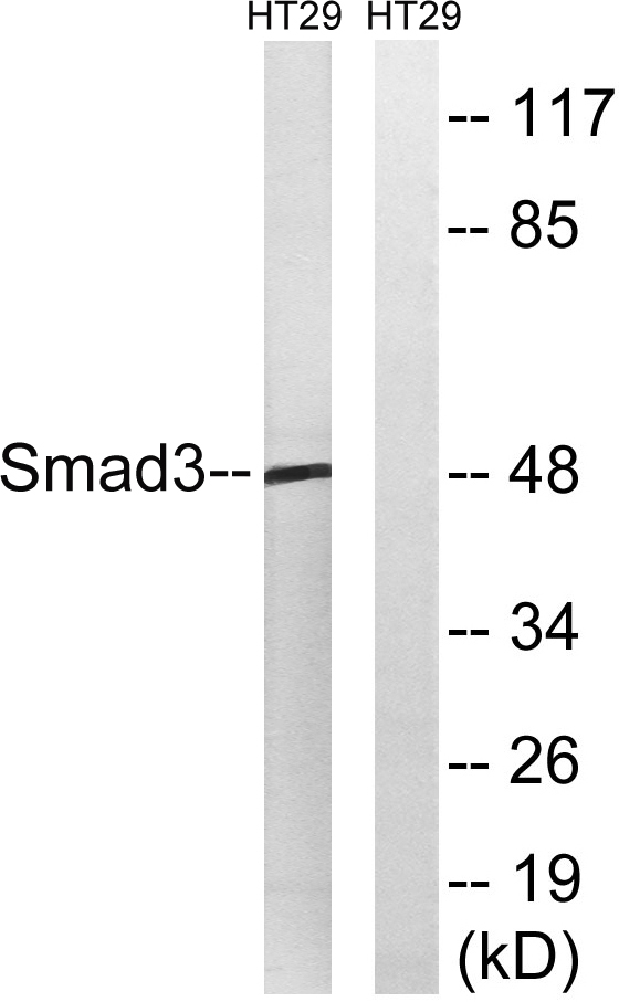 Smad3 Rabbit Polyclonal Antibody | 兔多抗 | EnkiLife恩玑生命