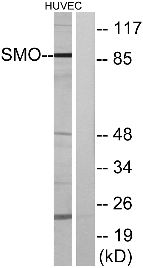 Smo Rabbit Polyclonal Antibody | 兔多抗 | EnkiLife恩玑生命