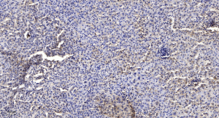 SODE Rabbit Polyclonal Antibody | 兔多抗 | EnkiLife恩玑生命