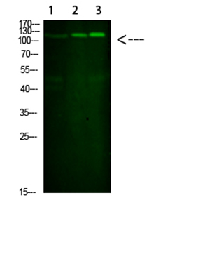 SREBP-1 Rabbit Polyclonal Antibody | 兔多抗 | EnkiLife恩玑生命