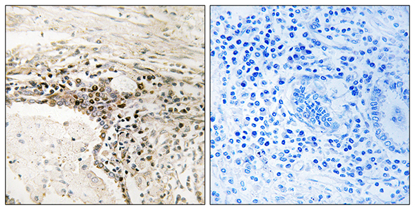 SSH3 Rabbit Polyclonal Antibody | 兔多抗 | EnkiLife恩玑生命