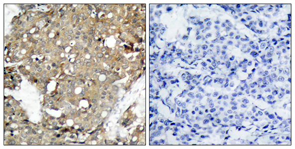 Stat1 Rabbit Polyclonal Antibody | 兔多抗 | EnkiLife恩玑生命