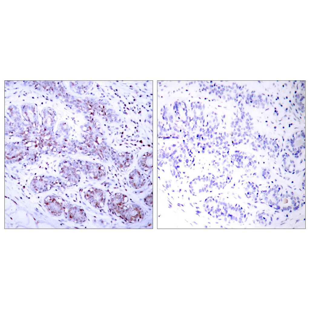 Stat4 Rabbit Polyclonal Antibody | 兔多抗 | EnkiLife恩玑生命