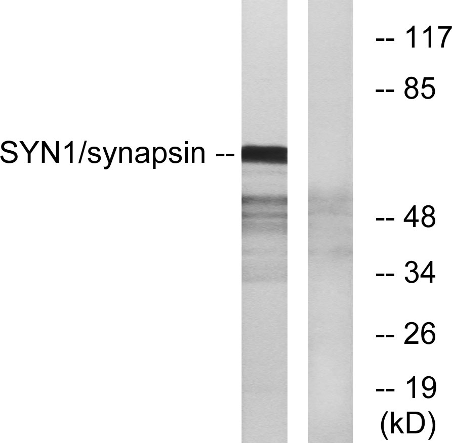 Synapsin I Rabbit Polyclonal Antibody | 兔多抗 | EnkiLife恩玑生命