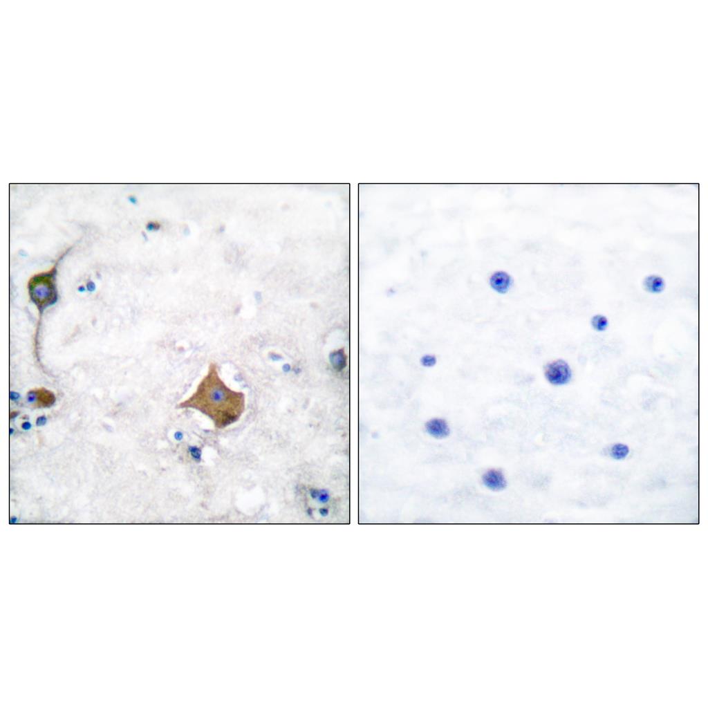 SYP Rabbit Polyclonal Antibody | 兔多抗 | EnkiLife恩玑生命