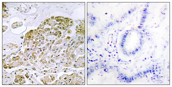 TFEB Rabbit Polyclonal Antibody | 兔多抗 | EnkiLife恩玑生命