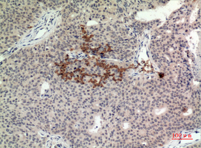 TMEM173 Rabbit Polyclonal Antibody | 兔多抗 | EnkiLife恩玑生命