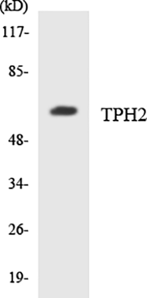 TPH2 Rabbit Polyclonal Antibody | 兔多抗 | EnkiLife恩玑生命
