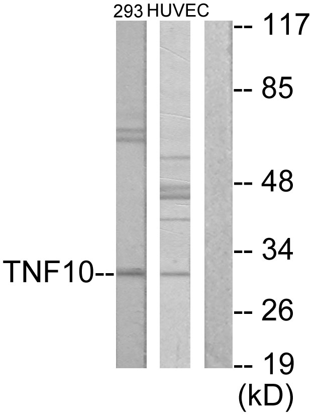 TRAIL Rabbit Polyclonal Antibody | 兔多抗 | EnkiLife恩玑生命