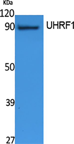 UHRF1 Rabbit Polyclonal Antibody | 兔多抗 | EnkiLife恩玑生命