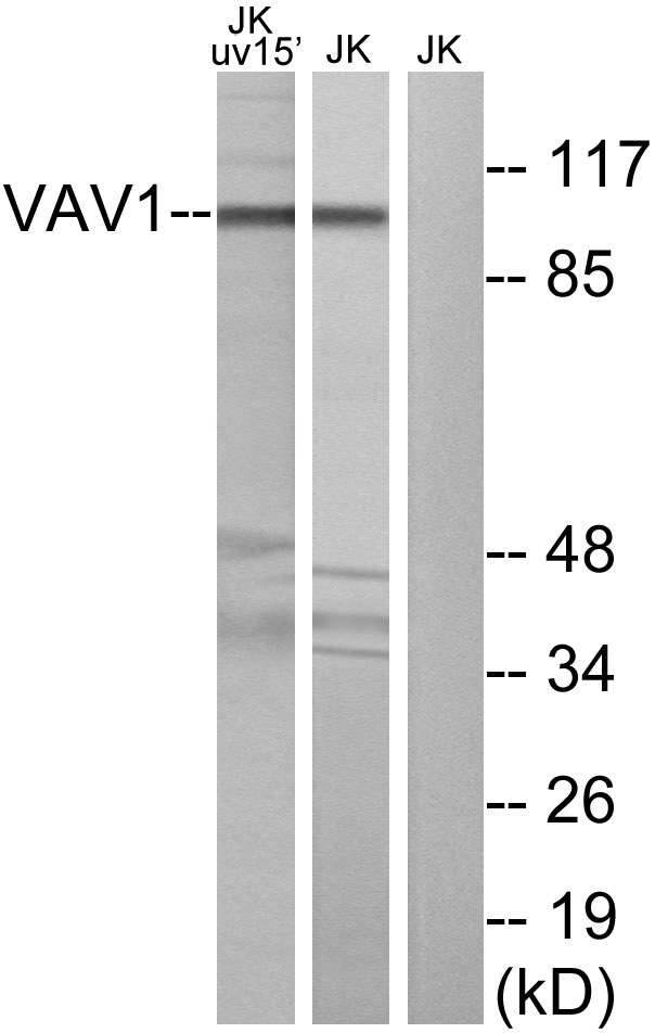 Vav1 Rabbit Polyclonal Antibody | 兔多抗 | EnkiLife恩玑生命