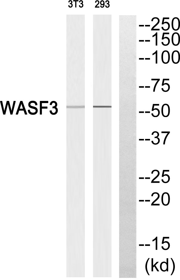WAVE3 Rabbit Polyclonal Antibody | 兔多抗 | EnkiLife恩玑生命