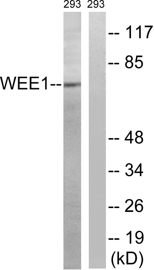 Wee 1 Rabbit Polyclonal Antibody | 兔多抗 | EnkiLife恩玑生命