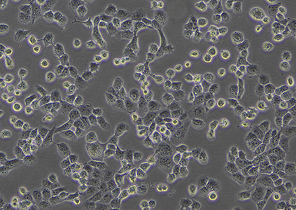 人非小细胞肺癌细胞NCI-H1299/LUC（STR鉴定） | EnkiLife恩玑生命