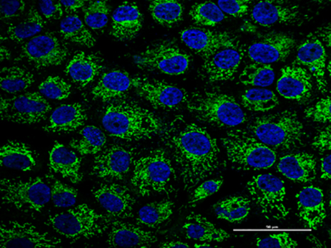 Mitochondrial Tracker (Green)（线粒体绿色荧光探针）| 亚细胞结构荧光染料 | EnkiLife恩玑生命