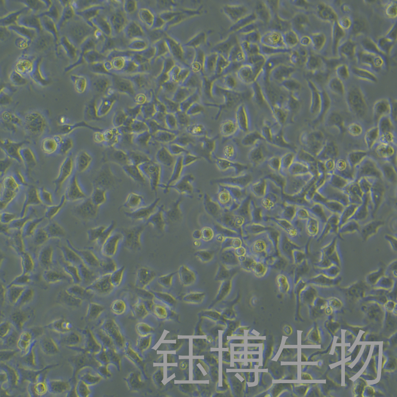 T3M-4（人胰腺腺癌细胞）YB-72049HC