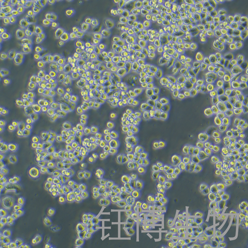 NUGC4（人胃癌细胞）YB-72090HC