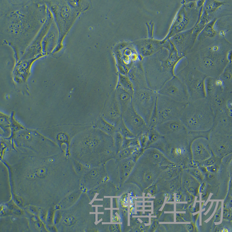 SU.86.86（人胰腺导管癌细胞）YB-72129HC