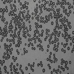 氨基羧基双修饰聚苯乙烯微球