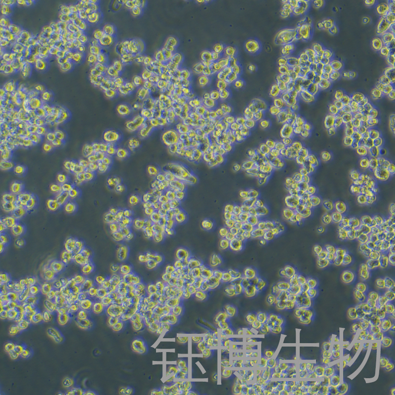 KMS11（人骨髓瘤细胞）YB-72137HC