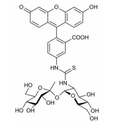 FITC-海藻糖，FITC-Trehalose，荧光素标记海藻糖，Fluorescein-trehalose